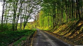 Forest Road 4k HD Desktop Wallpaper For Ultra Tv Dual