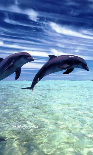 Dolphin Beach