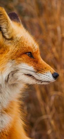 Red Fox 4k Wallpaper