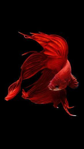 Betta Fish iPhone And 6s Wallpaper