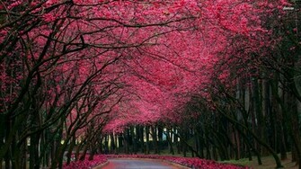 Alley Under The Pink Trees Wallpaper Nature