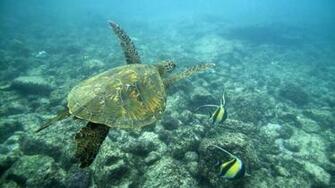Green Sea Turtle Big Island Hawaii HD Wallpaper Creative Pics