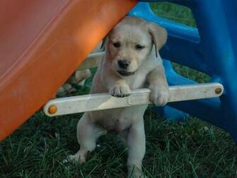 Yellow Lab Puppy