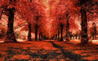 Red Forest Background Wallpaper IwallHD HD