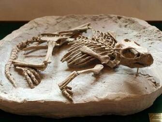 Pin Dinosaur Bones Wallpaper Muzic