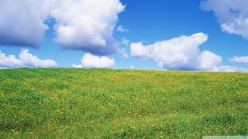 Field Of Wildflowers Ultra HD Desktop Background Wallpaper For