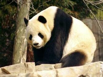 Panda Bear Wallpaper Desktop HD Beautiful