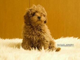 Cuddly Puppies Toy Poodle Puppy Wallpaper Lovable