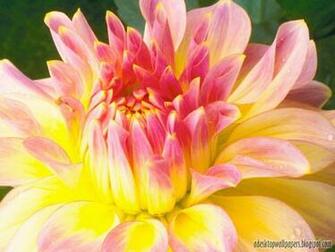 Dahlia Flower Desktop Wallpaper Pc