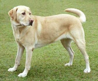 Labrador Retriever Photos And Wallpaper The Beautiful