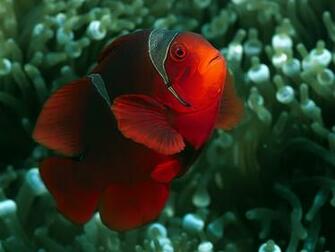 Clown Fish Wallpaper Fun Animals Wiki Videos Pictures