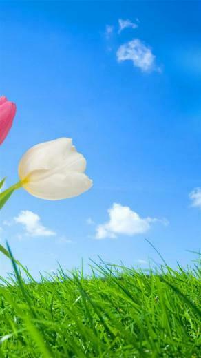 For Your iPhone HD Spring Nature Wallpaper