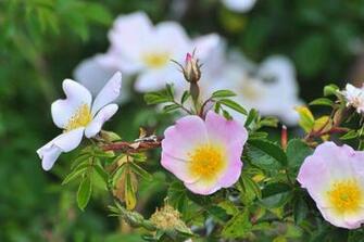Livingwalls Photo Wallpaper Blumen Dd100776