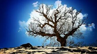 Cloud Behind Tree In Blue Sky Desktop Wallpaper
