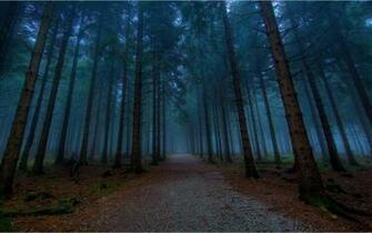 Twilight In The Quiet Woods Landscape Wallpaper