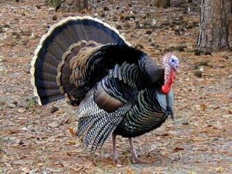 Photos Of Turkey Natural Birds Picture Here Are Six