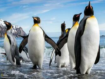 King Penguins Wallpaper