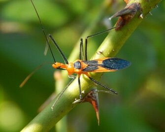 Assassin Bug Macro HD Wallpaper