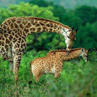 Wallpaper Two Giraffes Animal iPad Mini