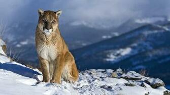 Puma On Mountain Wallpaper HD