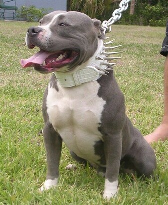 Pictures Of A Pitbull Dog Widescreen HD Wallpaper