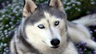 Cute Siberian Husky Puppies Cool Wallpaper HD