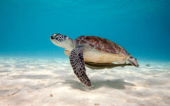 Cute Turtle Wallpaper