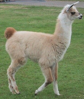 Llama Pictures Wallpaper Of