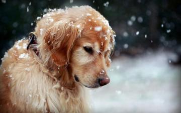 Winter Dog Wallpaper Top Background