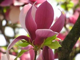 Big Beautiful Pink Flower Wallpaper And Image Pictures