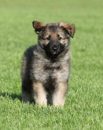 Shiloh Shepherd Puppy Photo And Wallpaper Beautiful