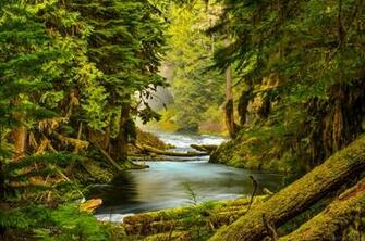 Oregon Forest River Nature Trees Stones Moss Wallpaper Background
