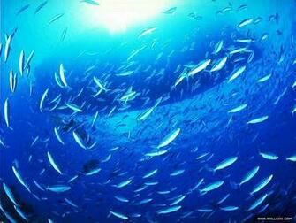 Blue Ocean Wallpaper Animals Wallpaper1 Wallcoo Net
