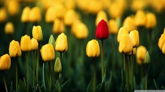 Red Tulip Wallpaper
