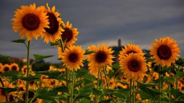 Sunflower Computer Wallpaper