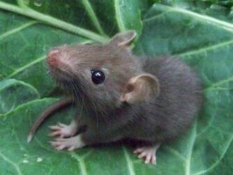 Rat Wallpaper