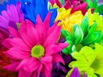 Flower Lovers Flowers Wallpaper Colourful HD Background