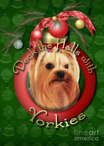 Yorkies Wallpaper