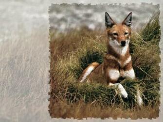 Ethiopian Wolf Wallpaper