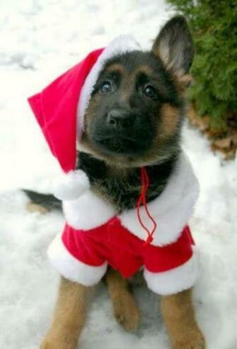 German Shepherd Puppies