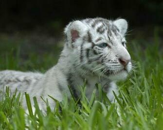 Tiger Wallpaper White Cub
