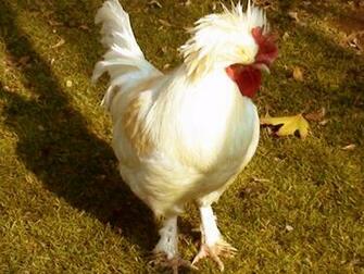 Hen Wallpaper Background Computer S