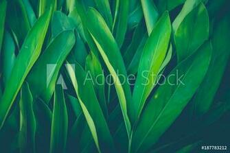 Fotografie Obraz Fresh Tropical Green Leaves Background Posters Cz
