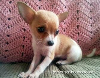 Pictures Chihuahuas Teacup Para Aque Black Chihuahua