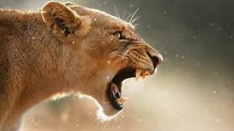 Lioness Wallpaper
