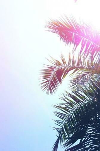 Palmtree iPhone Wallpaper Dream Big