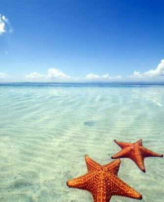 Red Starfish On The Beach Wallpaper