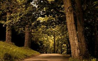 Forest Road Wallpaper