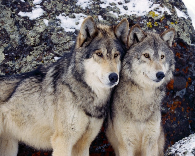 Sneaky Wolf Screensavers By Animal Wild