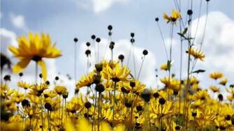 Spring Yellow Scenery HD Wallpaper Widescreen